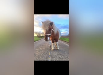 Shetland Ponys, Wallach, 9 Jahre, 95 cm, Schecke