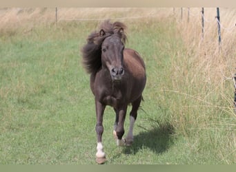 Shetland Ponys Mix, Wallach, 9 Jahre, 95 cm, Tobiano-alle-Farben