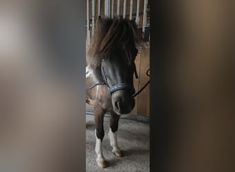 Shetland Ponys, Wallach, 9 Jahre