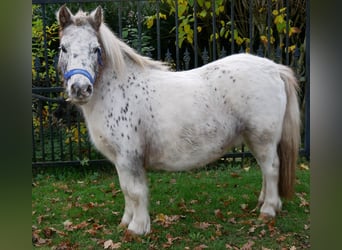 Shetland, Stallone, 11 Anni, 90 cm