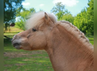 Shetland, Stallone, 13 Anni, 99 cm