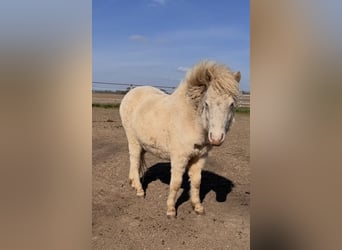 Shetland, Stallone, 1 Anno, 102 cm, Perlino