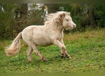 Shetland, Stallone, 1 Anno, 102 cm, Perlino