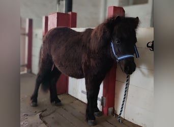 Shetland, Stallone, 1 Anno, 105 cm, Morello