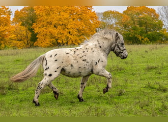 Shetland, Stallone, 1 Anno, 113 cm, Leopard