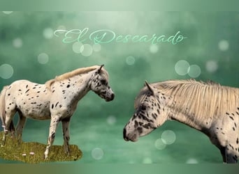 Shetland, Stallone, 1 Anno, 113 cm, Leopard