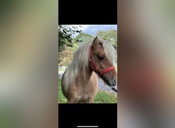 Shetland, Stallone, 1 Anno, 84 cm, Sauro