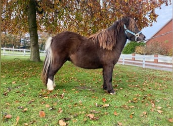 Shetland, Stallone, 1 Anno, 97 cm, Morello