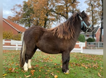 Shetland, Stallone, 1 Anno, 97 cm, Morello