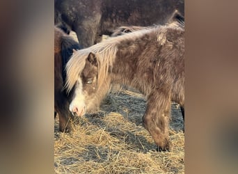 Shetland Mix, Stallone, 1 Anno, Pezzato