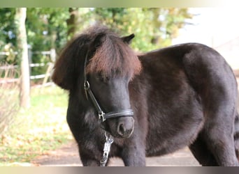 Shetland, Stallone, 2 Anni, 95 cm, Morello