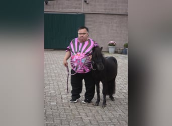 Shetland, Stallone, 2 Anni