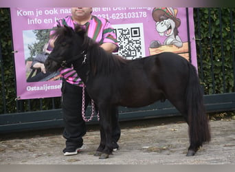 Shetland, Stallone, 2 Anni