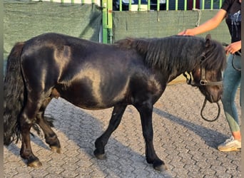 Shetland, Stallone, 3 Anni, 105 cm, Morello