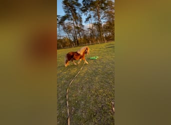 Shetland, Stallone, 3 Anni, 85 cm, Baio