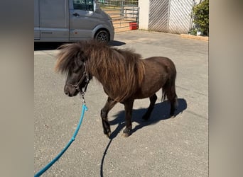 Shetland, Stallone, 3 Anni, 86 cm, Baio scuro
