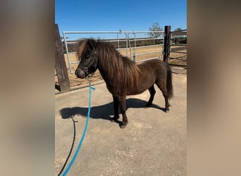 Shetland, Stallone, 3 Anni, 86 cm, Baio scuro