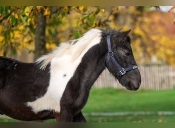 Shetland, Stallone, 3 Anni