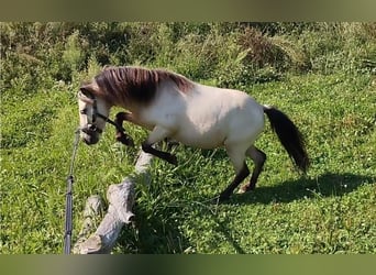 Shetland, Stallone, 4 Anni, 100 cm, Pelle di daino