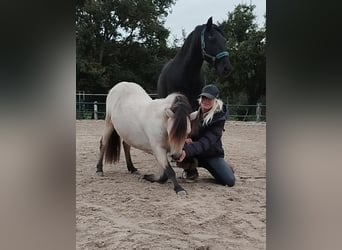 Shetland, Stallone, 4 Anni, 100 cm, Pelle di daino