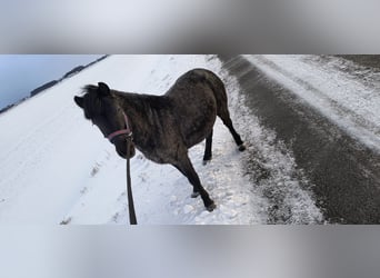 Shetland, Stallone, 4 Anni, 120 cm, Leardo