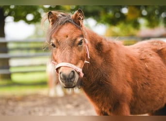 Shetland, Stallone, 4 Anni, 80 cm, Baio