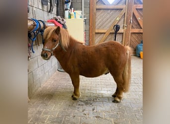 Shetland, Stallone, 4 Anni, 85 cm
