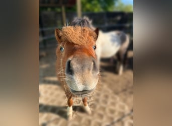 Shetland, Stallone, 4 Anni, 98 cm, Sauro