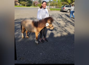 Shetland, Stallone, 5 Anni, 89 cm, Falbo