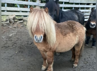 Shetland, Stallone, 5 Anni, 90 cm, Falbo