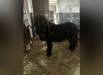 Shetland, Stallone, 6 Anni, Morello