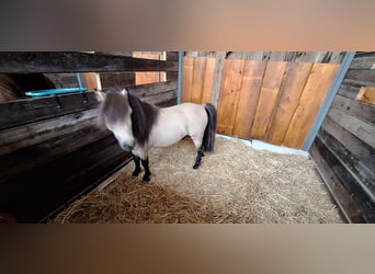 Shetland, Stallone, 7 Anni, 105 cm, Pelle di daino