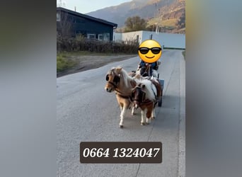 Shetland, Stallone, 7 Anni, 84 cm