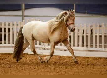 Shetland, Stallone, 7 Anni, 112 cm, Leopard