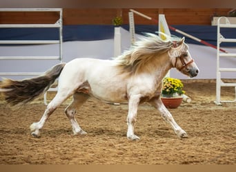 Shetland, Stallone, 7 Anni, 112 cm, Leopard