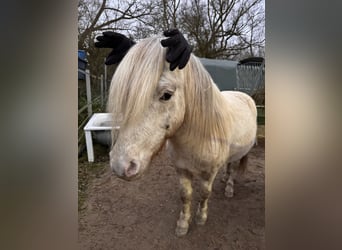 Shetland, Stallone, 7 Anni, 112 cm, Leopard