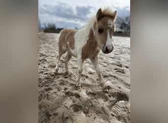 Shetland, Stallone, 11 Anni, 98 cm, Palomino
