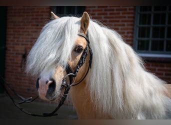 Shetland, Stallone, 11 Anni, 98 cm, Palomino