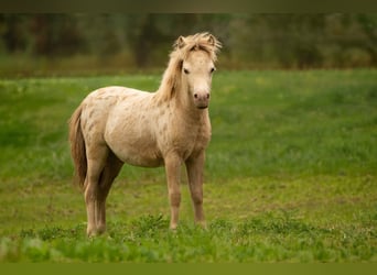 Shetland, Stallone, Puledri (04/2026), 100 cm, Champagne