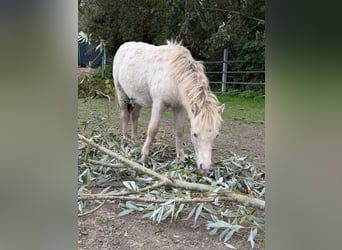 Shetland, Stallone, Puledri (04/2026), 100 cm, Champagne