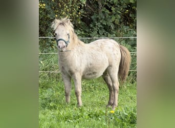 Shetland, Stallone, Puledri (04/2026), 100 cm, Champagne