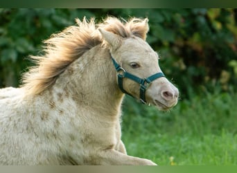Shetland, Stallone, Puledri (04/2026), 100 cm, Champagne