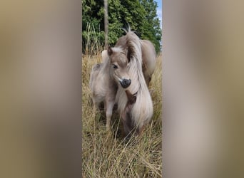 Shetland, Stallone, Puledri (06/2026), 100 cm, Grullo