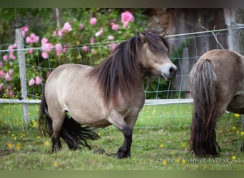 Shetland, Stallone, Puledri (02/2026), 100 cm, Pelle di daino