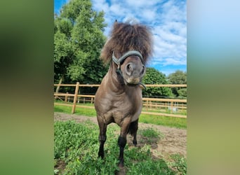 Shetland, Stallone, Puledri
 (05/2023), 100 cm, Pezzato