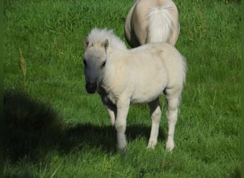 Shetland, Stallone, Puledri (04/2026), 103 cm, Dunalino