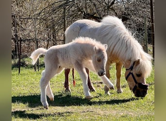 Shetland, Stallone, Puledri (04/2026), 103 cm, Palomino