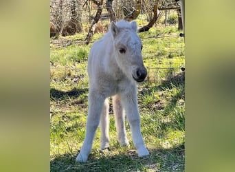 Shetland, Stallone, Puledri (04/2026), 103 cm, Palomino