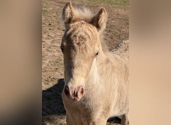 Shetland, Stallone, Puledri (05/2026), 104 cm, Champagne