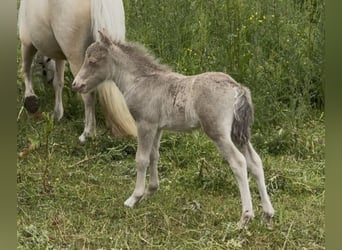 Shetland, Stallone, Puledri (05/2026), 104 cm, Champagne